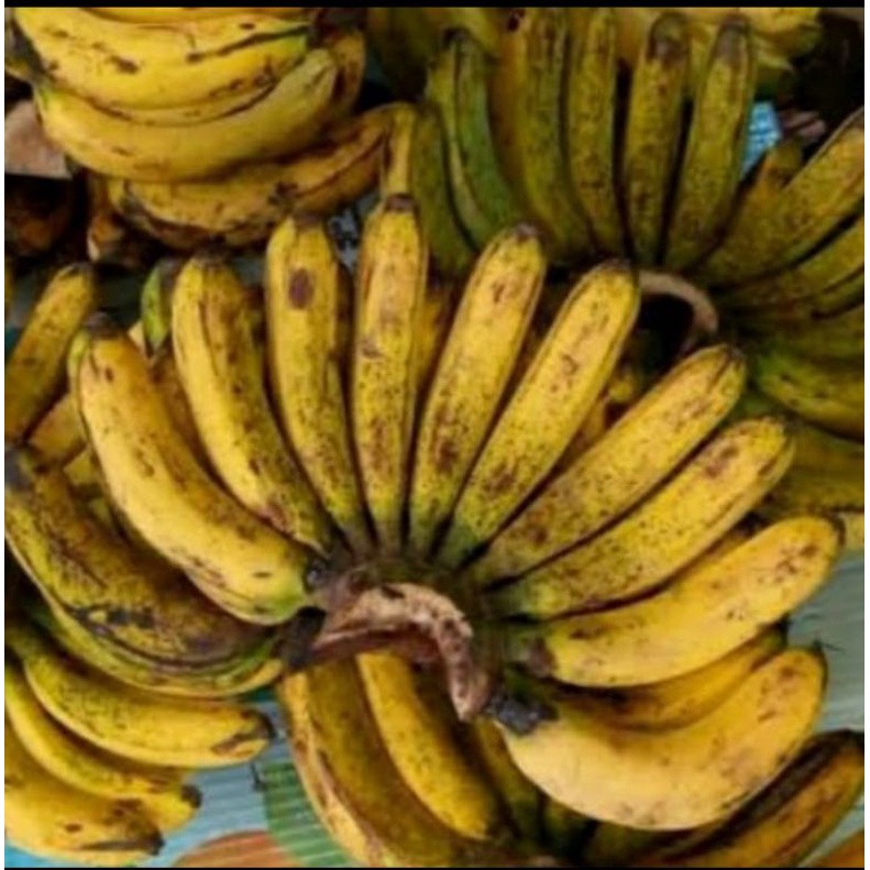 

Buah Pisang Barangan Medan Legit manis Segar Termurah/Sisir ny