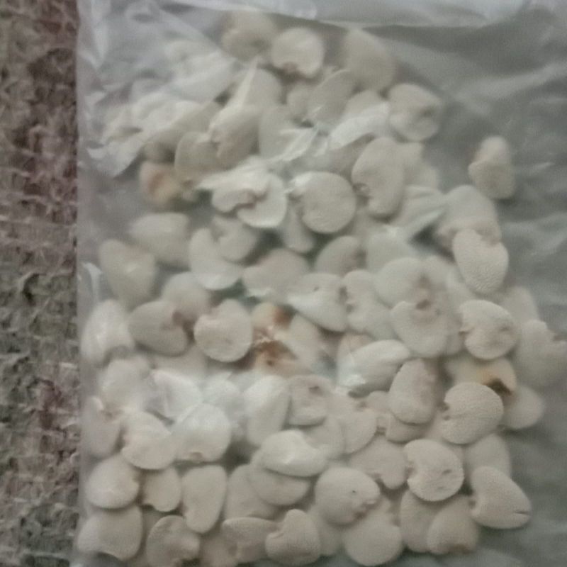 

100 pcs Biji Jeruju - Biji Daruju