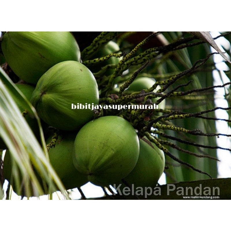 bibit kelapa pandan wangi asli