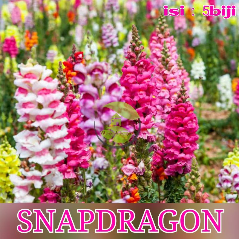 benih bunga snapdragon benih biji bunga tengkorak