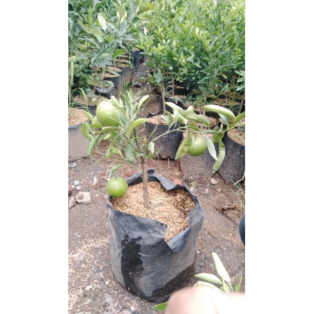 bibit jeruk mandarin