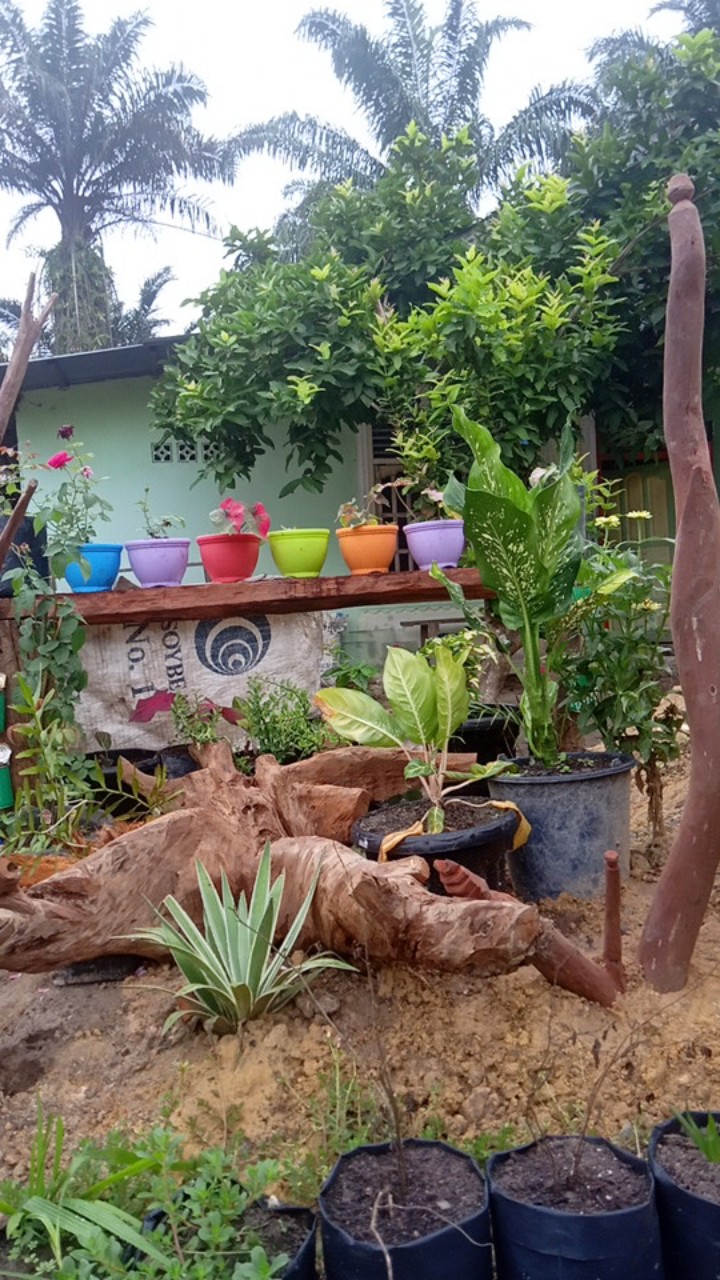 Stek Mossrose / Portulaca / Krokot  Tumpuk Warna Merah  (perbatang)