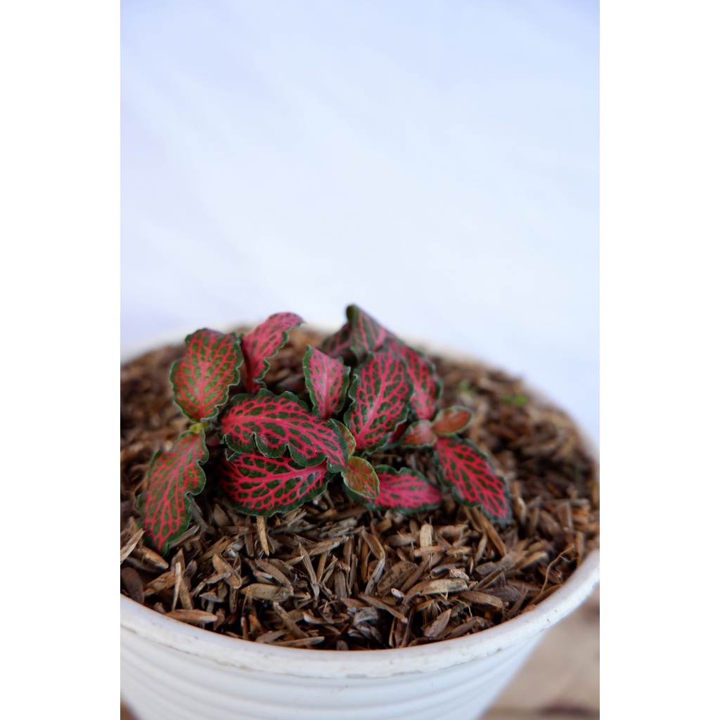 Fittonia Merah - Tanaman Daun