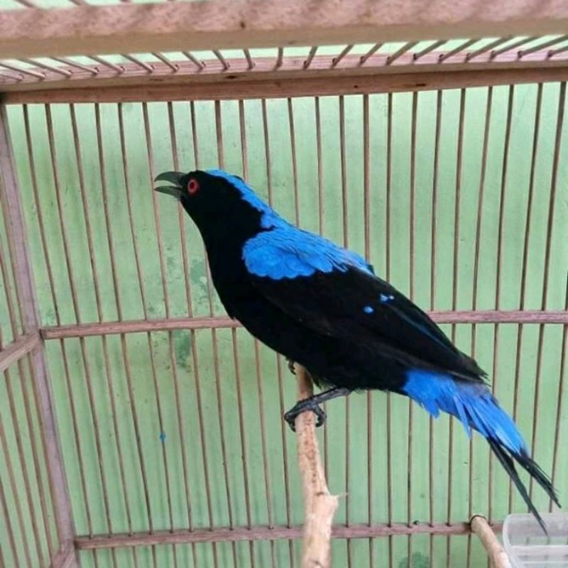 Jual burung cucak biru jantan pilihan | Shopee Indonesia