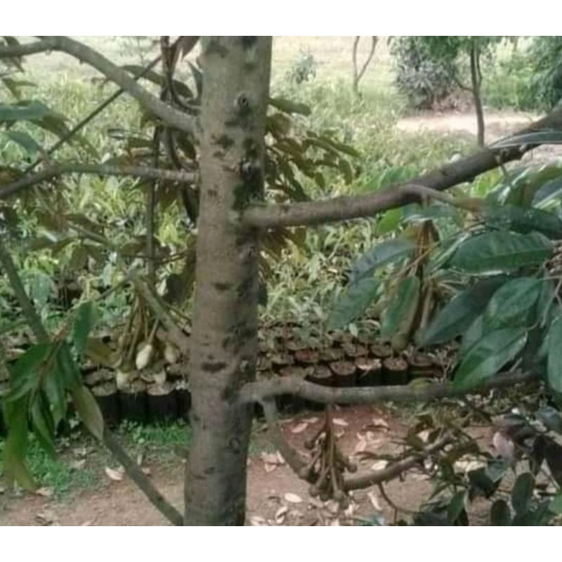 Entres Durian Ochee Duri Hitam Super