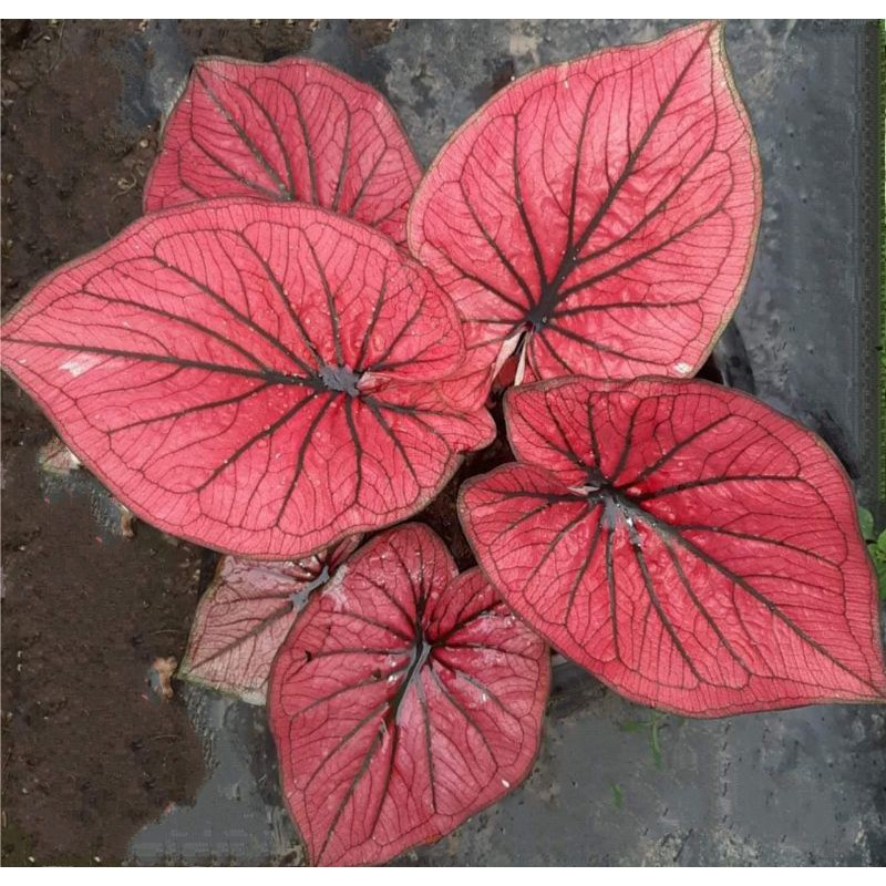 keladi hybrid H33/ caladium H33