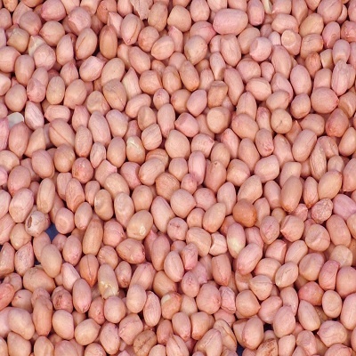 

Kacang Tanah