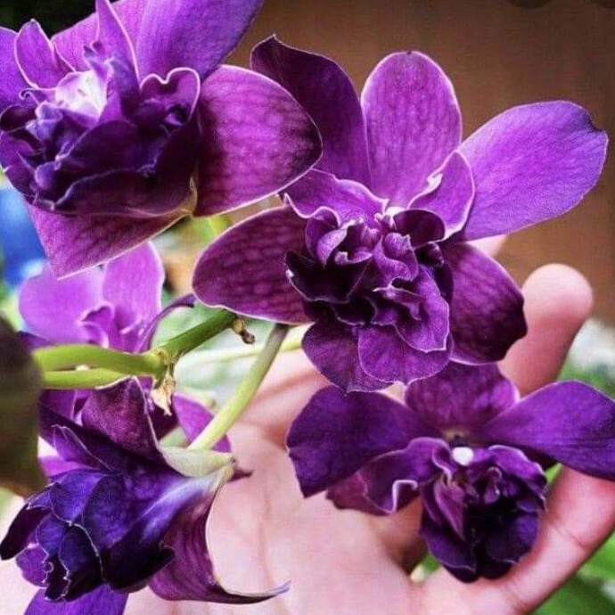 Anggrek Dendrobium Kurlab Mawar Blue Dewasa Suap Bunga