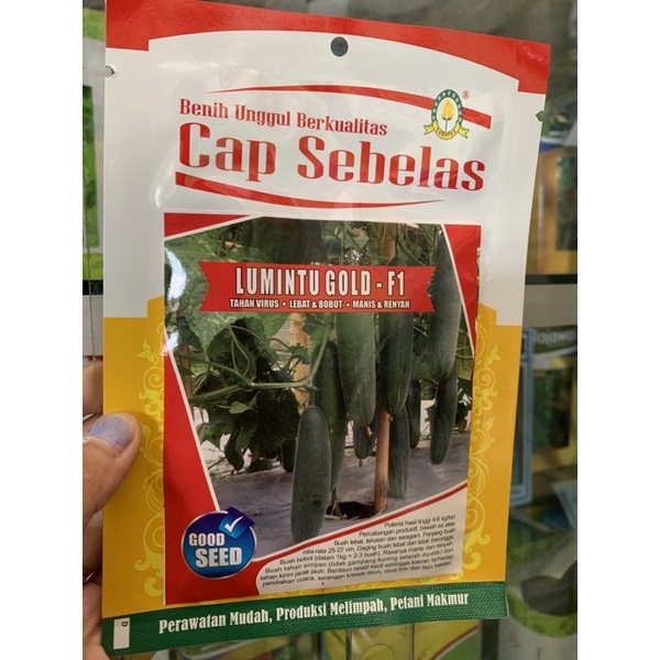 BIBIT TIMUN (LUMINTU GOLD-F1)