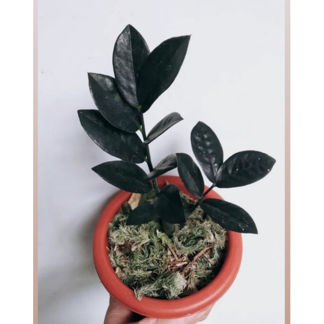 Zamia raven black