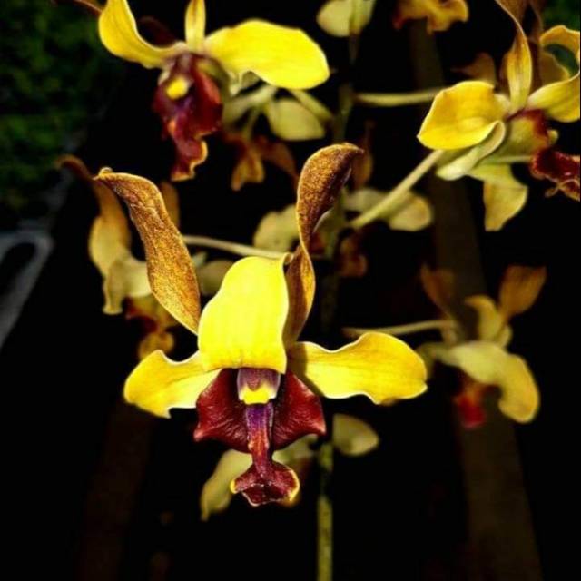 Jual Seedling Anggrek Orchid Murah  Dendrobium Ririn Triyani