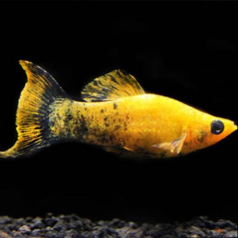 

ikan molly golden black/black