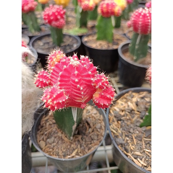 Kaktus Gymno Import | Gymno kaktus import |Kaktus import