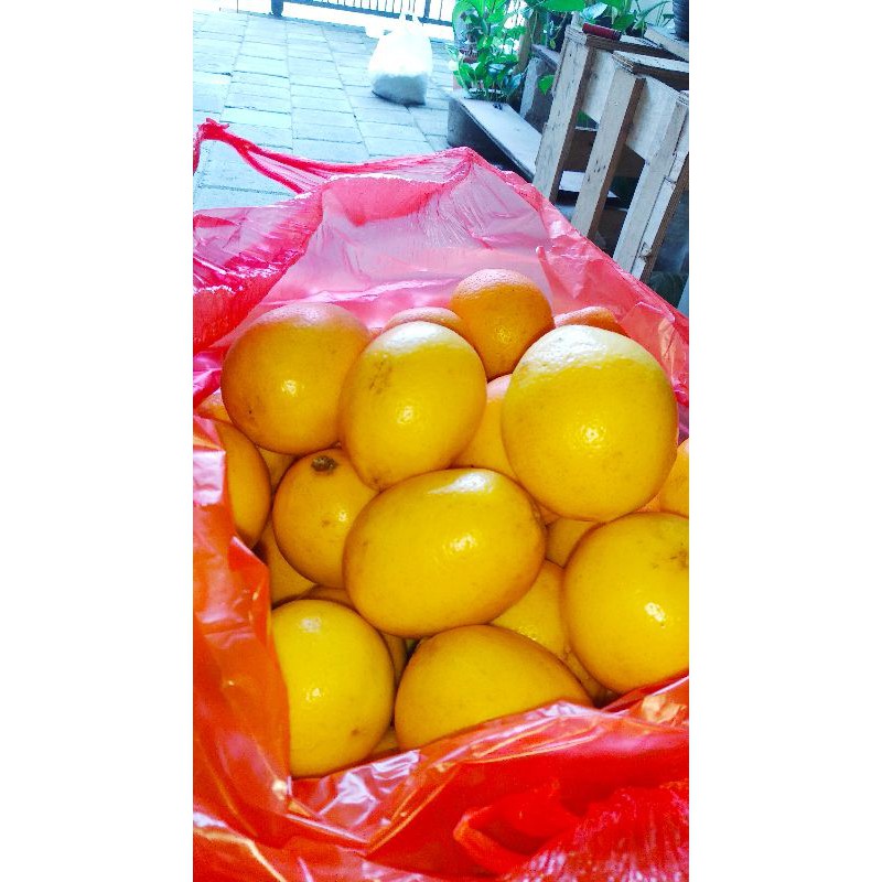 

Jeruk Lemon California 1 Kilogram Denpasar