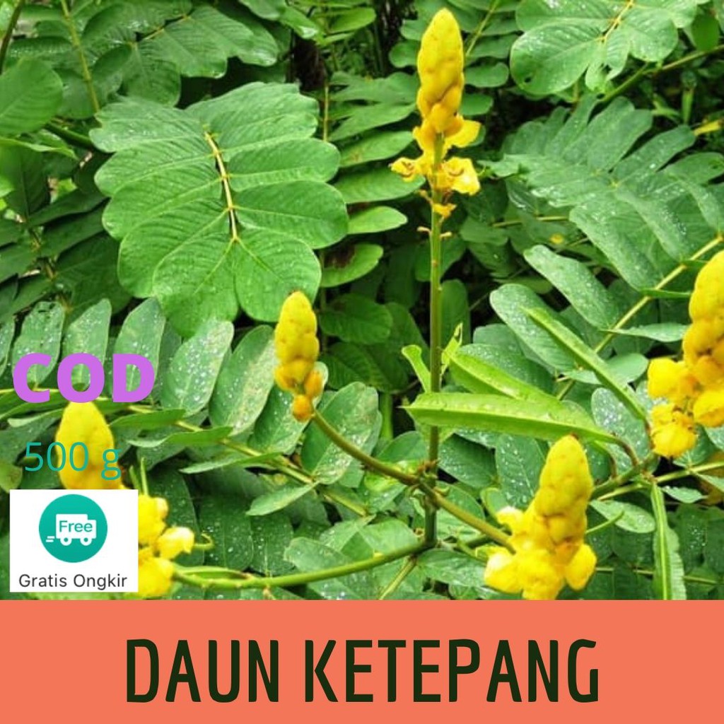 

Daun Ketepeng Segar (Kimanila / Cassia alata L) Cina