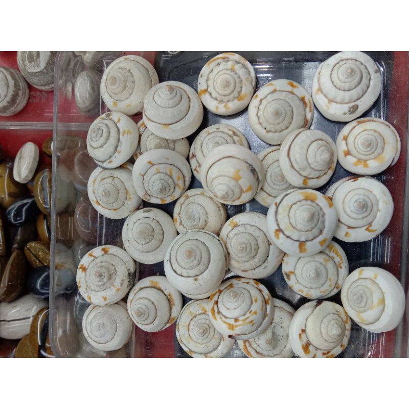 batu fosil keong buntet