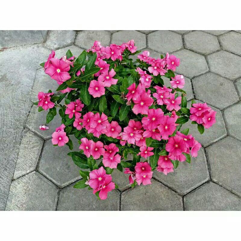 tanaman hias vinca exotic-bunga vinca exotic pink-bunga hias vinca-vinca exotic-vinca exotic pink