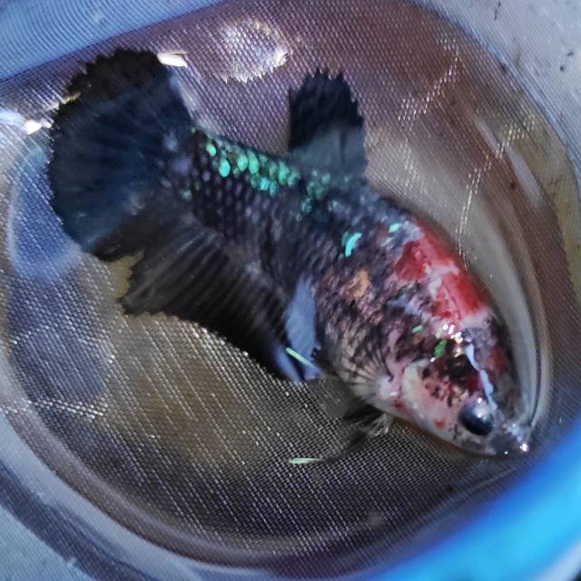 Hiasan Aquascape Betta Cupang Full Egg Avatar Black Galaxy Green Mix Koi