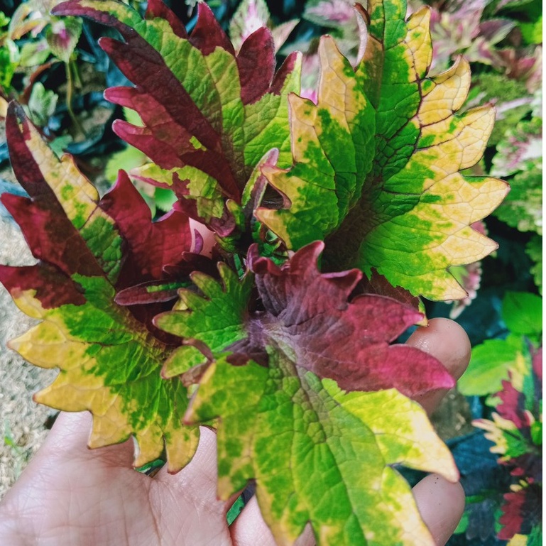 tanaman hias bunga miana/miyana premium pelangi seribu warna cantik AGRO FARMLAND