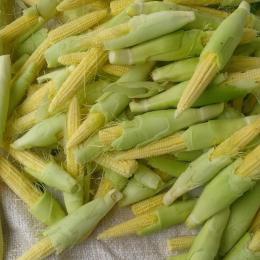 

Sayur Soleng Jagung Muda 500 Gram