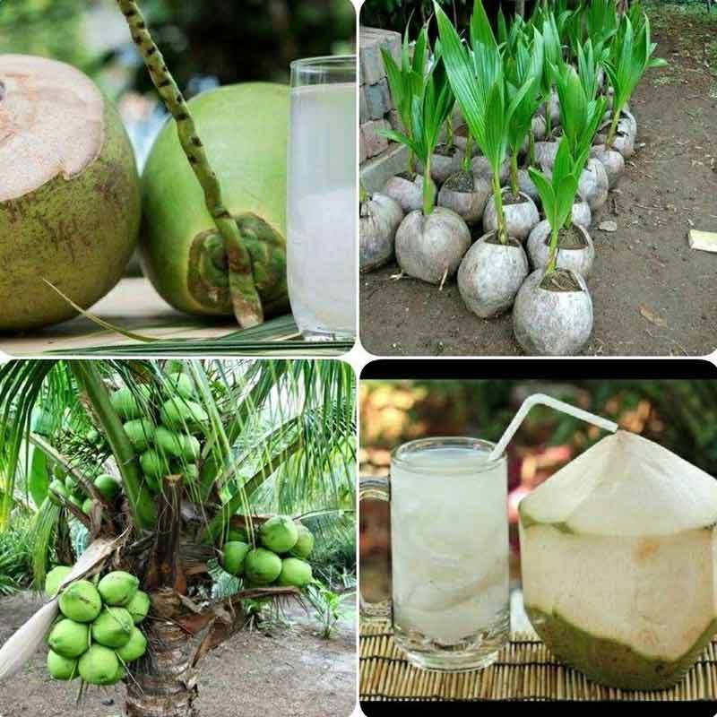 

KEBUNNUSA kelapa kopyor beli 2 yuk