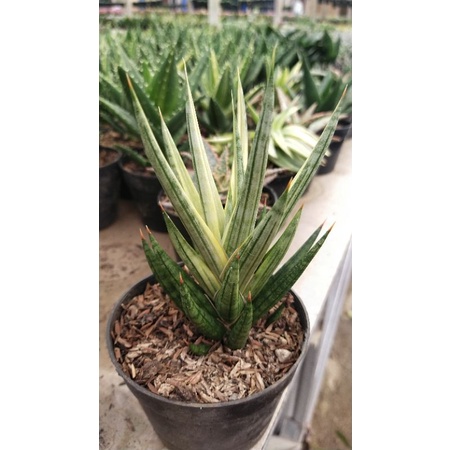 sansivera gracilis varigata tanaman hias kaktus dan sukulen