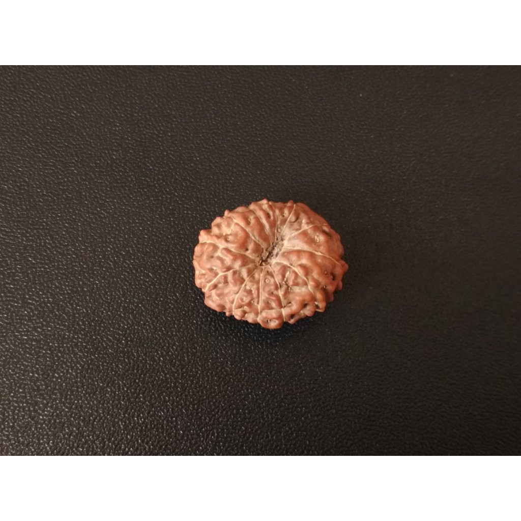 Jenitri Mukhi 12 D18.85x15.65 Rudraksha Genitri Gareng12.3