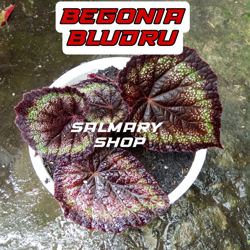 Tanaman Hias Bunga Begonia Rex Bludru Mutiara Begonia Black Jack Puyuh