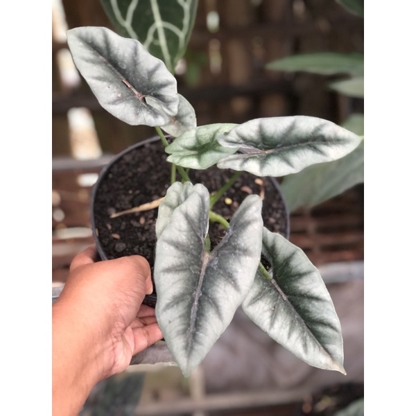 alocasia reversa