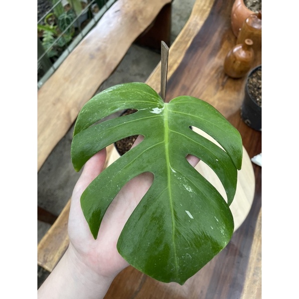 Monstera Deliciosa Variegata Ekonomis