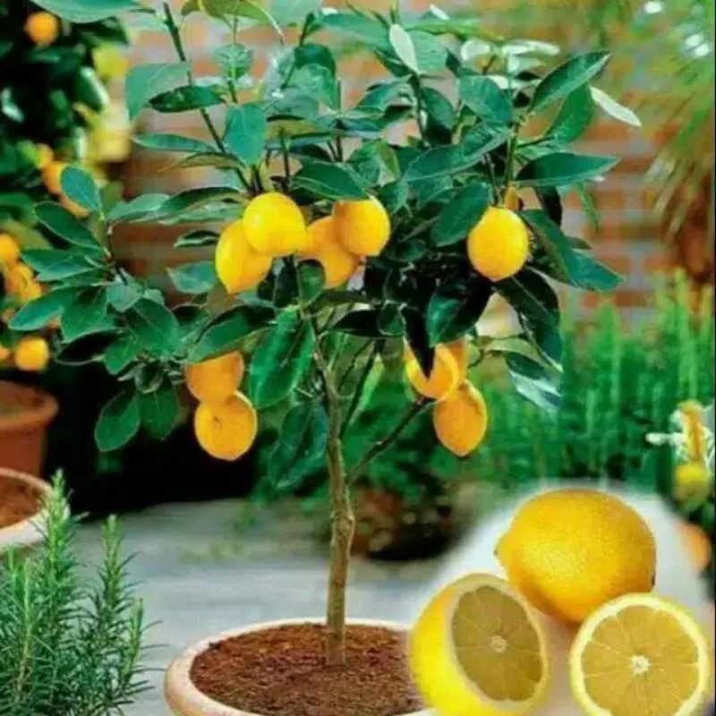 Bibit Lemon California