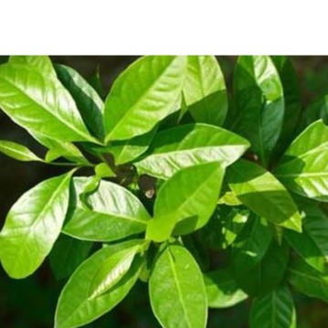 Bibit Tanaman Daun salam Pengharum Masakan Bumbu Rempah