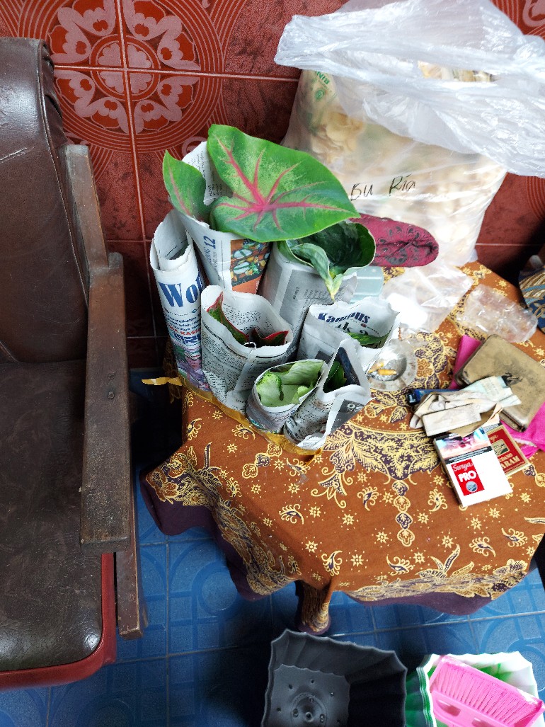 Keladi Tikus Variegata (mickey Mouse)