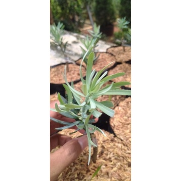 bahan bonsai lohansung cincuan blue ice