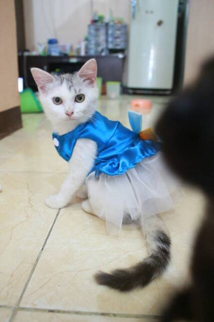 Dress Elsa Frozen V.2 untuk kucing dan anjing lucu murah meriah size S-XL