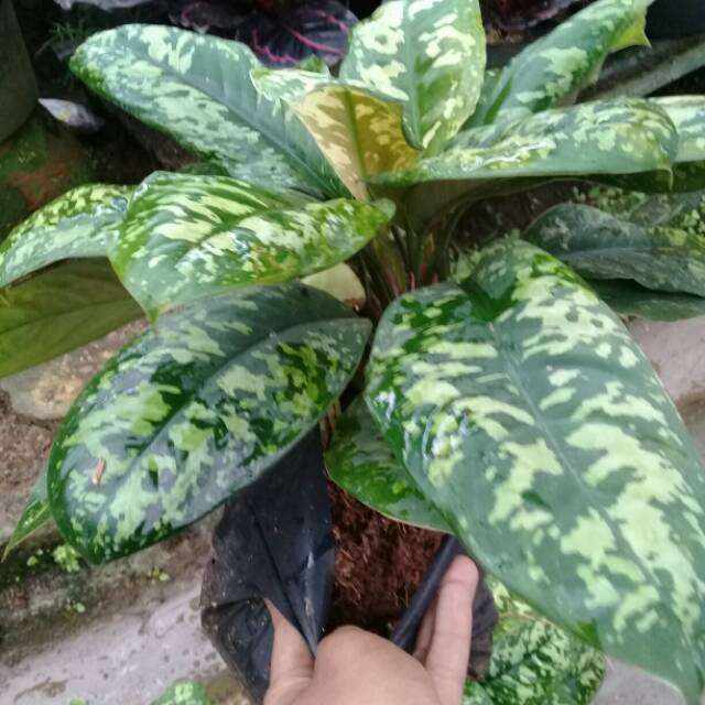 Tanaman hias aglonema karet