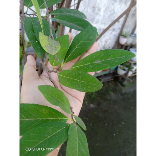 

Daun srikaya organik