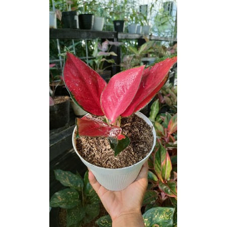 aglonema Suksom Lilin