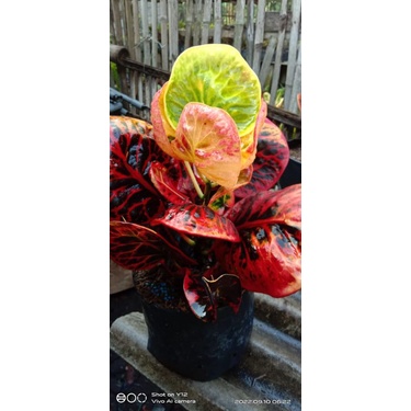 puring apel super red giand SRG ori