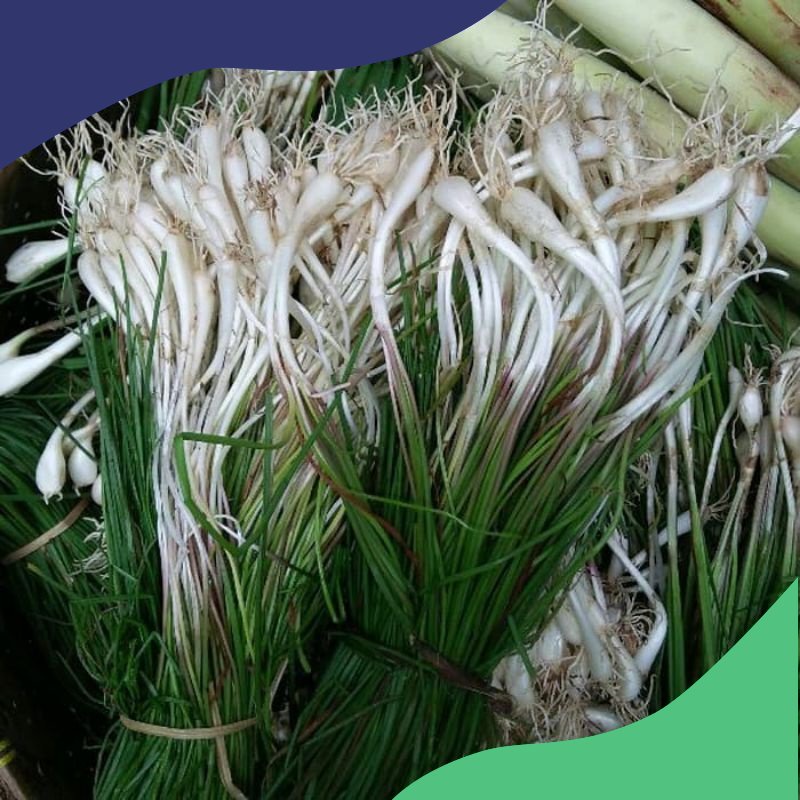 

BAWANG KUCAI / KUNCAI SEGAR 1 IKET