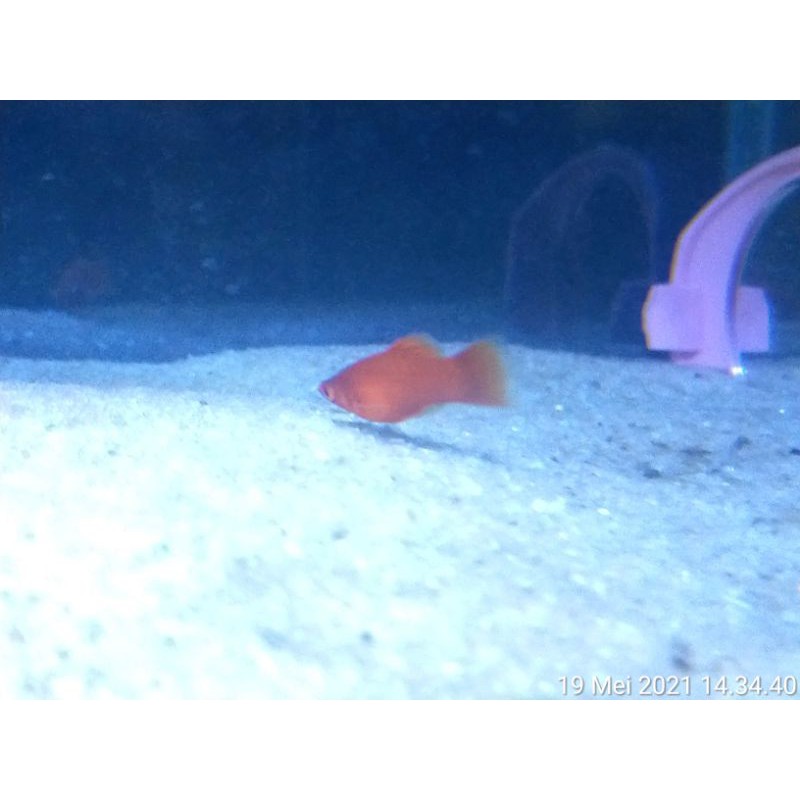 

ikan flaty
