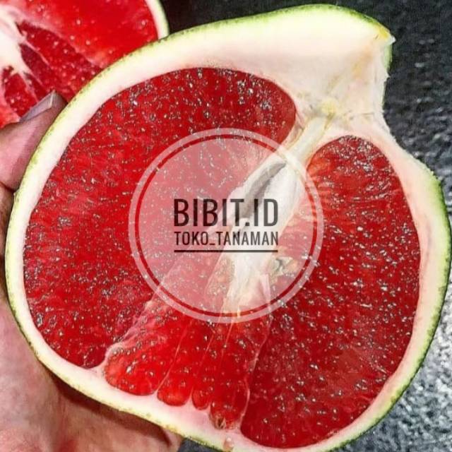 Bibit jeruk pamelo madu / tanaman jeruk pamelo madu jumbo