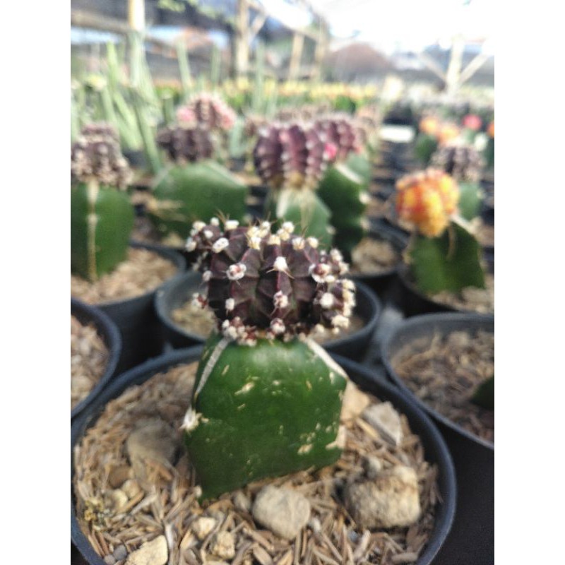 KAKTUS GYMNO IMPORT HITAM