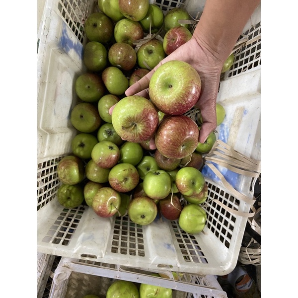 

apel rome beauty fresh dari kebun isi 15 biji per 1 kg
