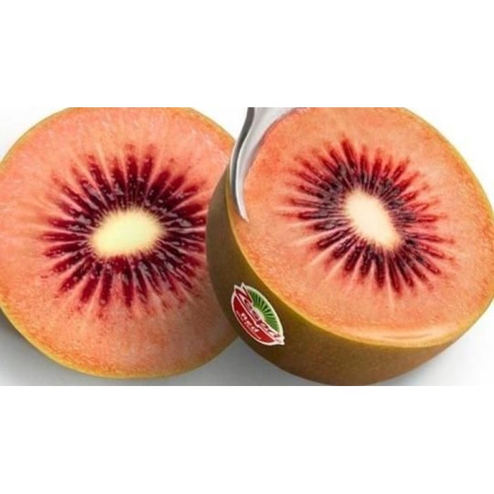 20 Benih Bibit Buah Kiwi Merah Manis Kiwi Red Unggul