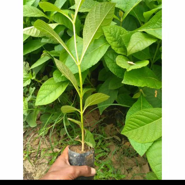 Tanaman pohon jati super