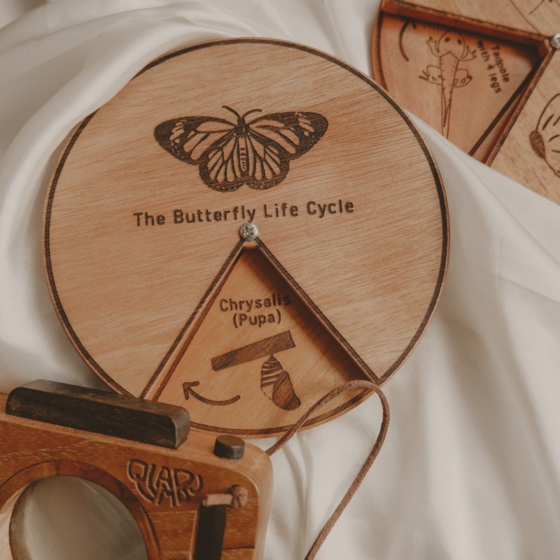 Qlambu Life Cycle of Butterfly | Wooden Life Cycle of Butterfly | Life Cycle Spinner | Butterfly Lif