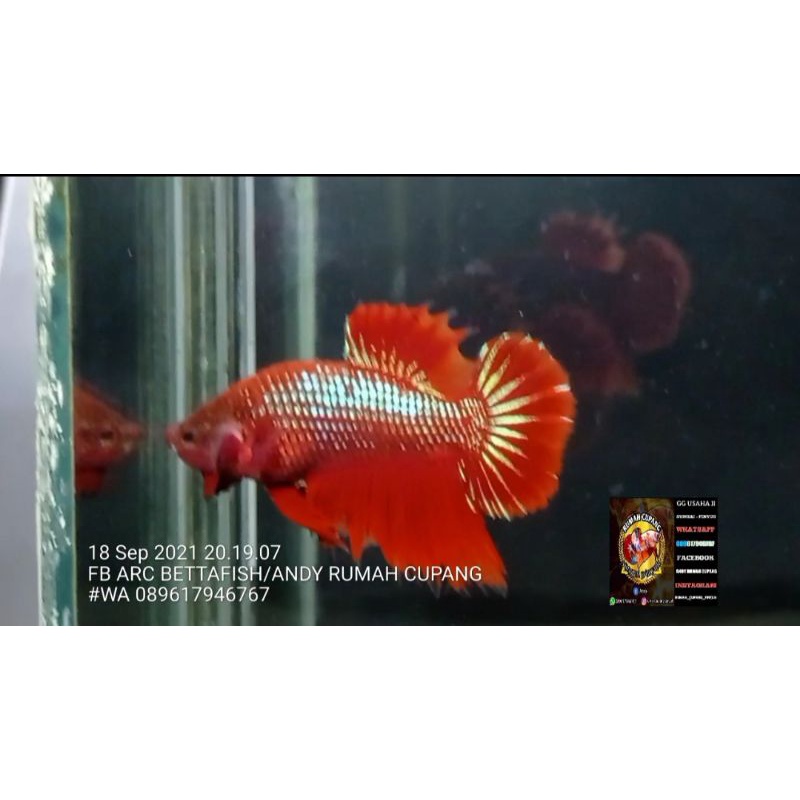 IKAN CUPANG HIAS PLAKAT RED DEVIL BIAS GOLD