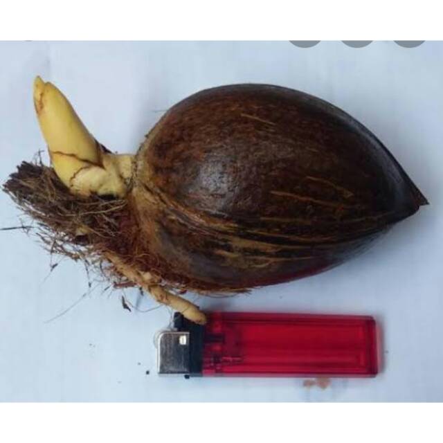 bibit bonsai kelapa minion