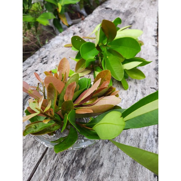 

Daun Pelawan# daunteh#bahantehpelawan
